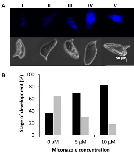Fig 8. Effect of miconazole on egg development. (A) Example of egg development scoring scheme