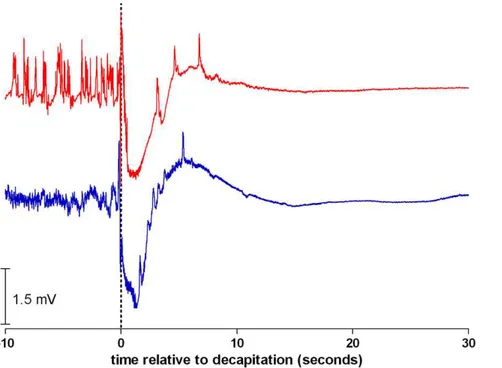 Figure 3a shows the time dependency of the mean power of the EEG between 1 and 100 Hz of all rats of both groups (45–55 Hz was excluded because of the notch filter)