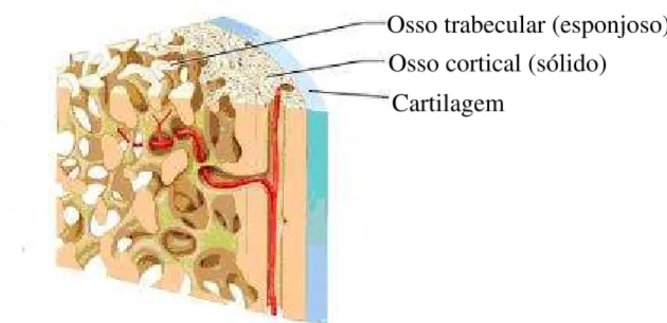 Figura 3.1: Osso cortical e trabecular. (BEZERRA, 2003) 