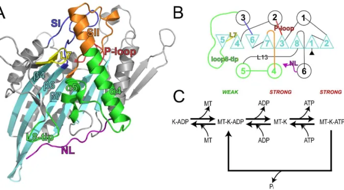 Figure 1. Structure and catalytic cycle of the kinesin motor domain. (A) The motor domain is composed of an eight-stranded antiparallel b- b-sheet surrounded by three major helices on either side