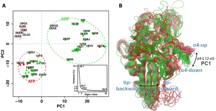 Figure 3. Analysis of structures from aMD simulations of Eg5. Projection of simulation snapshots sampled every 20ps from (A) nucleotide free, (B) ADP, and (C) ATP simulations onto the first two PCs defined by the X-ray structures (black circles, see Figure