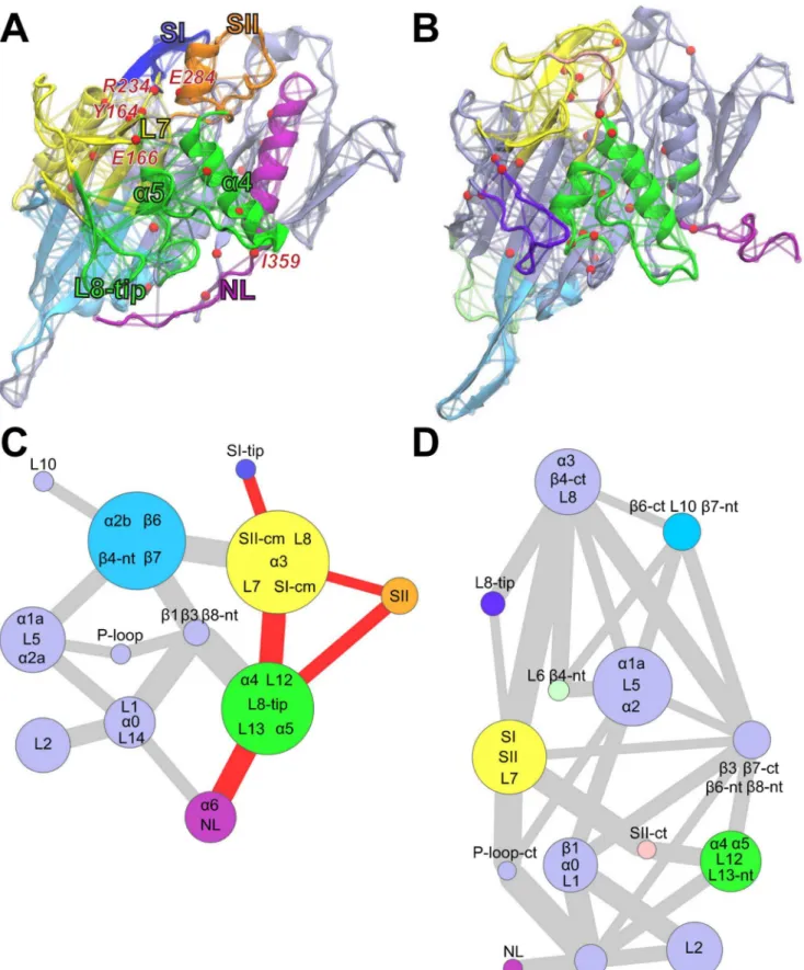 Figure 6. Dynamically coupled networks for ATP-like and ADP-like conformations. Molecular figures (A and B) highlighting communities (composed of clustered edges – representing residues) for ATP and ADP states respectively