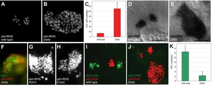 Figure 1B and 1C). In situ hybridization and immunostaining revealed expansion of cells expressing akh mRNA (Figure 1E) and AKH protein (Figure 1F) in Delta mutants, demonstrating expanded CC cells in these mutants