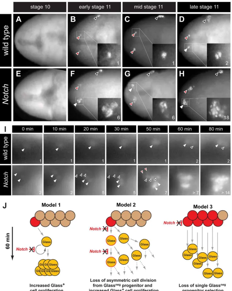 Figure 3. The emergence of multiple Glass + CC precursors in Notch mutants. (A–D) CC precursor development in wild type embryo during embryonic stages 10 and 11