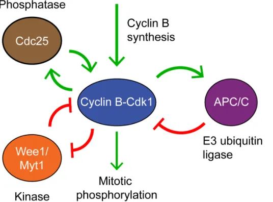 Figure 1. The embryonic cell cycle oscillator consists of interlinked positive-and-negative feedback loops