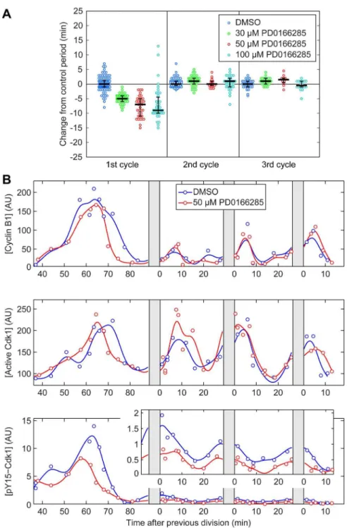 Figure 3. Inhibiting Cdk1 Y15 phosphorylation affects the duration of only the first cycle