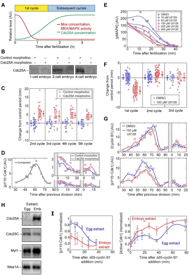 Figure 4. Multiple mechanisms decrease the Wee1/Cdc25 ratio during the transition into the second cycle