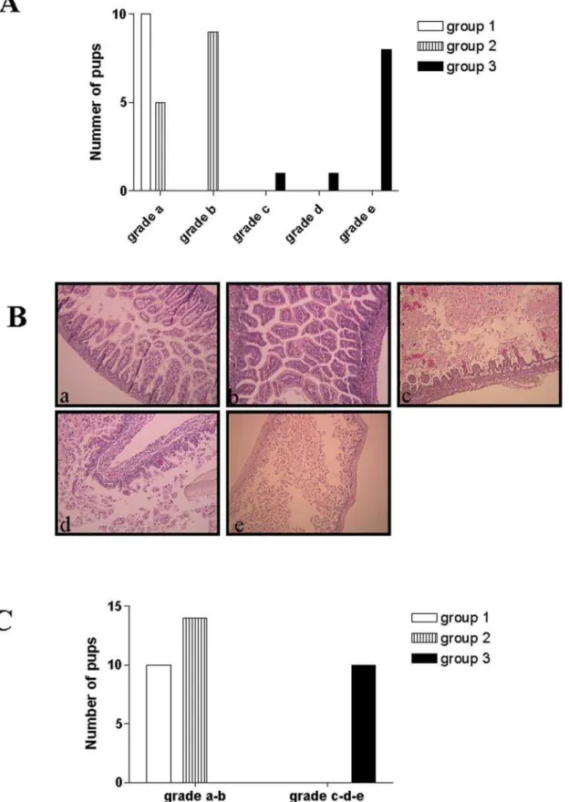 Figure 1. Study of morphological mucosal changes of the small bowel in NEC-induced in rats pups