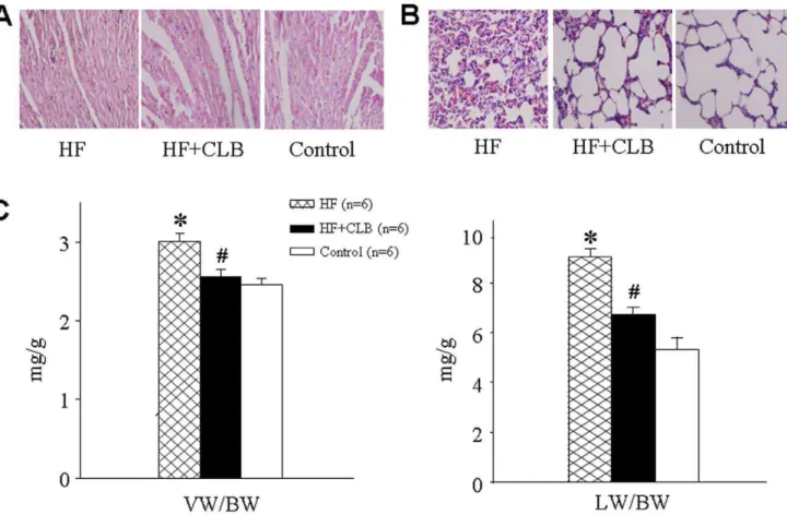 Table 1. Effect of CLB on HR and hemodynamics in adriamycin-induced heart failure rats.