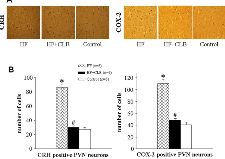 Figure 6. CRH and COX-2 expression in the PVN in control, HF and HF+CLB rats. A. Immunohistochemistry for CRH (deep brown dots) and COX-2 (brown) positive neurons in control, HF and HF+CLB rats