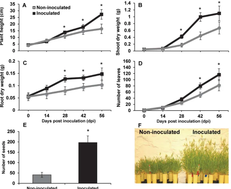 Fig 1. Phenotypic effects of the endophytic bacteria Bacillus subtilis B26 on the life cycle of Brachypodium
