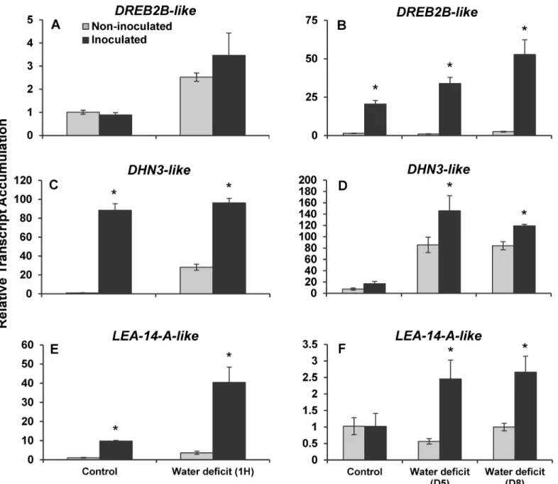 Fig 5. Relative transcript accumulation of drought-responsive genes. Relative mRNA abundance of (A, B) Dehydration-Responsive Element-Binding protein 2B-like (DREB2B-like); (C, D) Dehydrin 3-like (DHN3-like); and (E, F), Desiccation-related protein LEA-14-