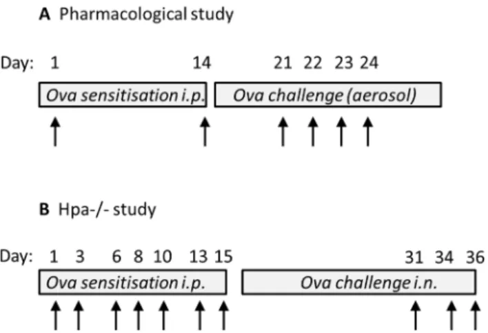 Fig 1. Protocol for allergen sensitization and challenge. Diagrammatic representation of the sensitization and challenge protocols to induce allergic lung inflammation in WT BALBc (A) and Hpa -/- (B) mice