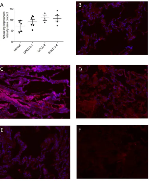 Fig 4. Heparanase expression in lung tissue from normal subjects and COPD patients of varying severity