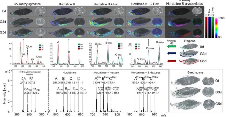 Fig 3. Localization and signal intensities of hydroxycinnamic acid derivatives and hordatines in germinating barley