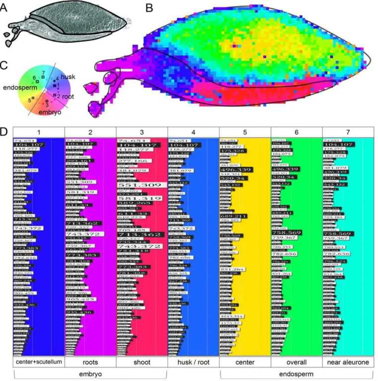 Fig 4. Unsupervised spatial segmentation of 93 m/z intensities obtained from MALDI MSI of a three days germinated barley seed (G3d)