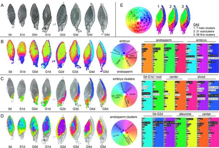 Fig 5. Unsupervised spatial segmentation of eight independent MALDI MSI analyses covering the first days of barley germination using WHIDE
