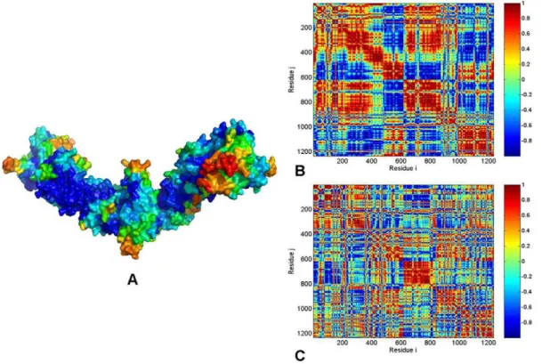 Figure 5. PCA of Functional Motions in the HtpG Chaperone. (A) Structural distribution of the HtpG mobility along the dominant, lowest frequency mode obtained from all-atom MD simulations
