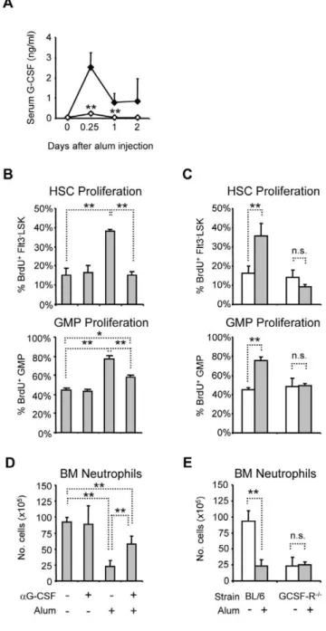 Figure 1. IL-1RI-dependent induction of G-CSF is critical for BM neutrophil mobilization and increased HSPC proliferation after alum immunization