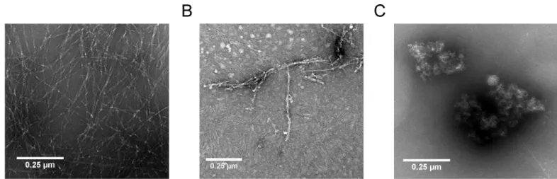 Fig 8. TEM of Aβ-DB3 and -DB3DB3 co-complexes. 10 μM initial monomeric Aβ(1–42) without (A) and with 10 μM DB3 (B) or 5 μM DB3DB3 (C) were coincubated for 24 h