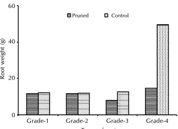 Figure 1: Effect of shoot pruning on total weight of different types of roots of litchi cv