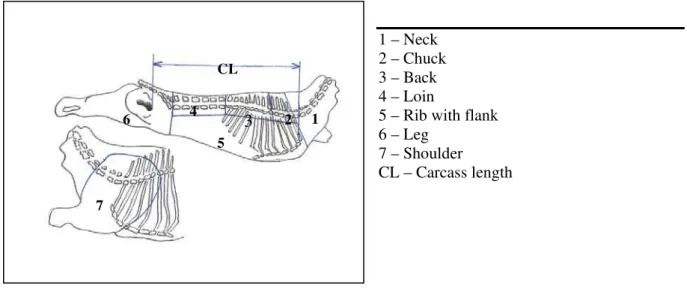 Figure 1. Lamb carcass cuts 