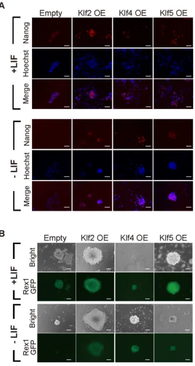 Fig 2. Expression of pluripotency-related markers in Klf-overexpressing mouse ES cells