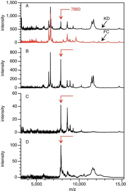 Fig 2. Partial purification of the 7,860 Da peak. The peak is shown at mass = 7,860 Da on CM10 ProteinChip arrays (A) in the pH 9 fraction after application of KD and FC plasma to Q anion exchange ceramic beads at pH 9; (B) in 50% ACN reverse phase fractio