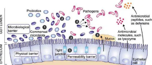 Fig. 1: A systemic presentation of intestinal cells and possible mechanism of action of probiotic  and    response of intestinal cells (Riina, 2008)