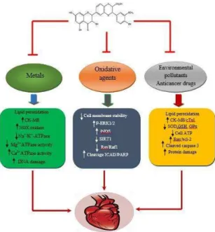 Figure  1.  Hypothesized  mechanisms  of  protective  effect  of  silymarin against chemical-induced cardiac toxicity 
