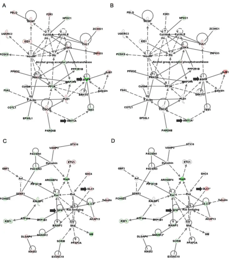 Figure 8. Network analysis was performed to provide a graphical representation of genes having known biological relationships.