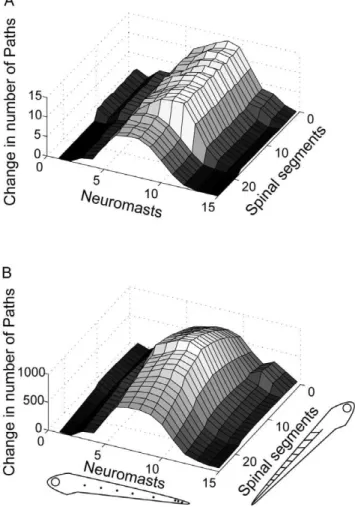 Figure 7. Mauthner series deletion. The effect of deleting the 6 model Mauthner series neurons (3 on each side) on path lengths between neuromasts and spinal motor neurons was examined separately for paths of length 3 (A) and length 4 (B)