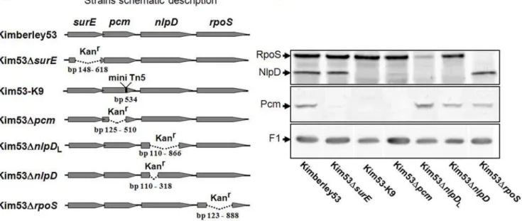 Figure 2. Expression of pcm , nlpD and rpoS in Y. pestis derivatives. (A) Schematic description of Y