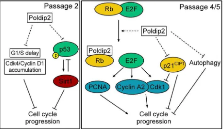 Figure 9. Proposed mechanism by which Poldip2 promotes cell cycle progression. Left: Passage 2