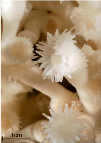 Fig. 1. Close up-picture of white Lophelia pertusa polyps extending their tentacles (Trondheims- (Trondheims-fjord, Norway).