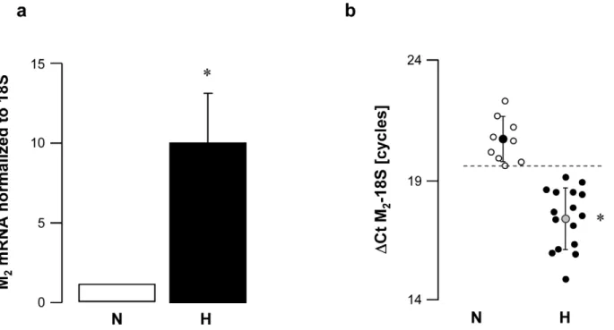 Figure 2. M 2 muscarinic receptor gene expression in peripheral mononuclear white blood cells from normal (N) and vagal hyperreactive (H) rabbits