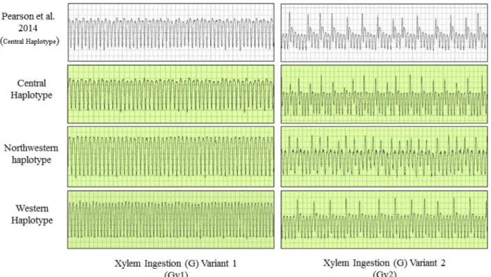 Fig 3. Electrical penetration graph (EPG) waveforms produced by potato psyllids of three haplotypes during the ingestion of xylem sap (G), with variants (Gv1 and Gv2)