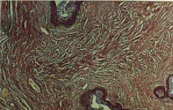 Figura 12: Microfotografía del endocervix de  M. coypus. Se observa el epitelio cilíndrico  mucosecretor y la lámina propia de tejido conectivo laxo