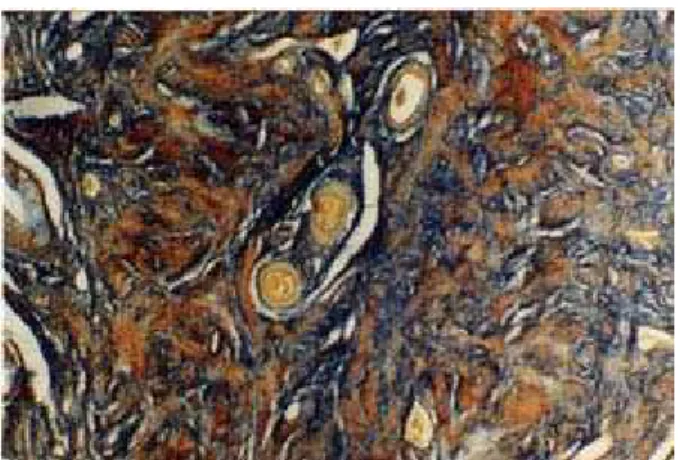 Figura 14: Microfotografía del estroma  cervical de M. coypus. Se observan los  haces de fibras musculares (de color  amarillo y dorado) y el tejido conectivo  laxo (de color azul)