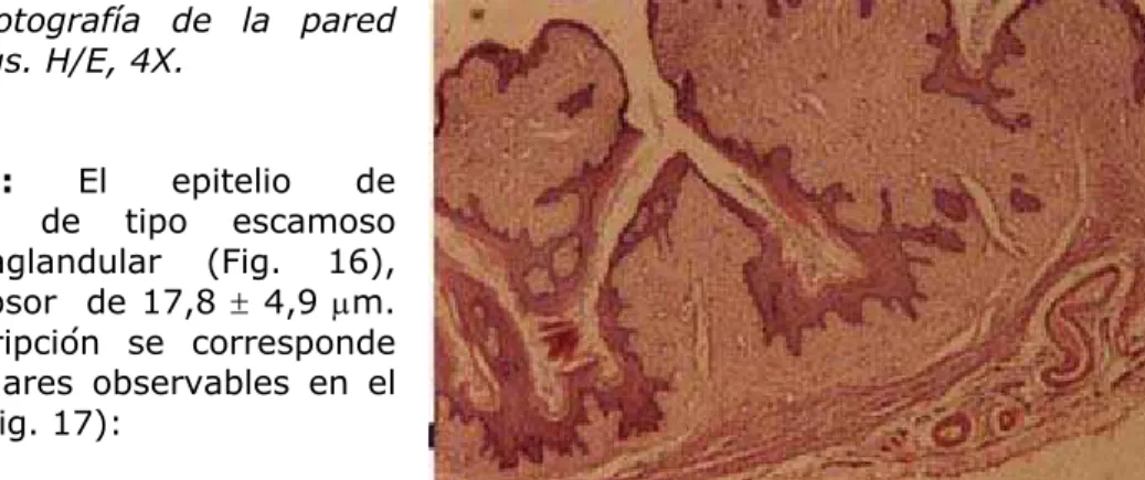 Figura 15: Microfotografía de la pared  vaginal de M. coypus. H/E, 4X. 
