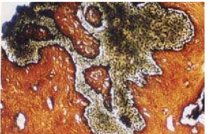 Figura 17: Microfotografía de la mucosa  vaginal de M. coypus. Se observa la  abundacia de fibras argentafines en la  lámina propia