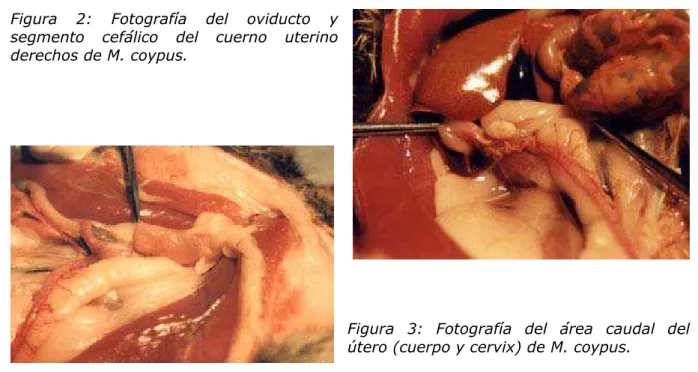 Figura 3: Fotografía del área caudal del  útero (cuerpo y cervix) de M. coypus. 