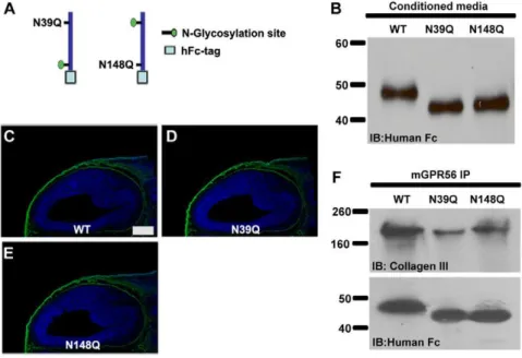 Figure 3. Glycosylation mutations of GPR56 did not affect its ligand binding. (A) The schematic representation of two separate N- N-glycosylation mutations within the GPR56 ligand binding domain is shown