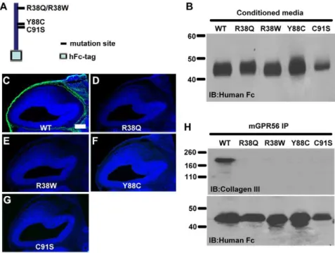Figure 4. Disease-associated GPR56 abolished its ligand binding. (A) GPR56 N -hFc aa 27–160 schematic
