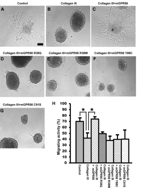 Figure 5. Mutant mouse GPR56 proteins failed to rescue collagen III-mediated neural migration inhibition
