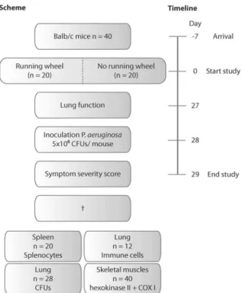 Table 1. Symptom severity scoring system.