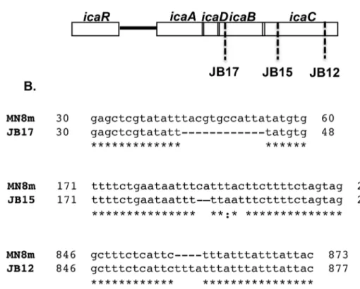 Figure 2. Schematic representation of the ica locus of MN8m and non-mucoid variants. A