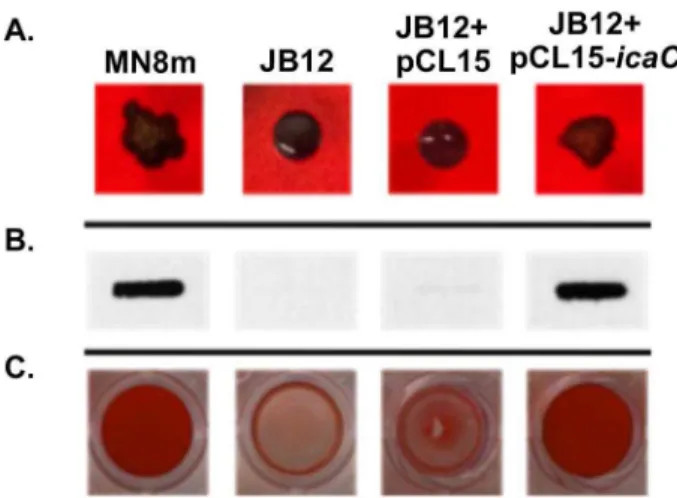 Figure 4. Effect of complementation of JB12 with icaC in trans on colony morphology, PNAG production, and biofilm  forma-tion