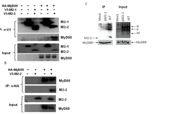 Figure 5. M2-2 interacts with MyD88. (A–B) M2-2 forms a complex with MyD88 in the overexpression system