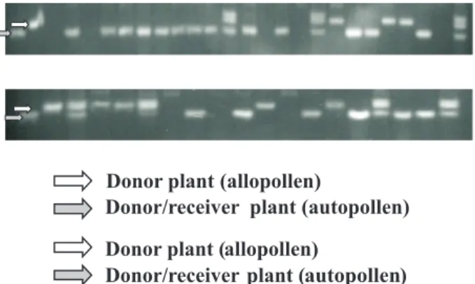 Table 1. Mean square of errors of the comparison of weight of kernels originated by allopolen and kernels originated by autopollen